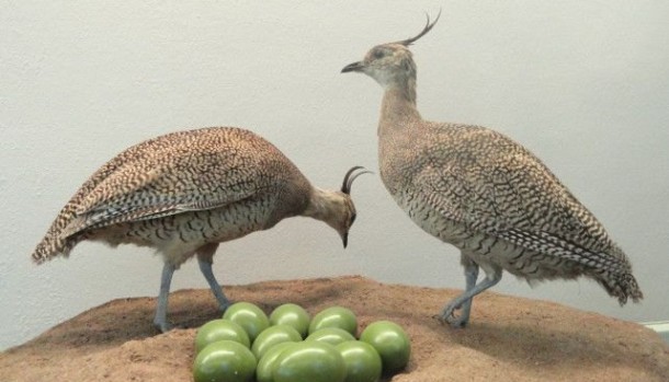 原神鸟蛋材料 原神中的鸟蛋：珍贵的食材与多样的用途