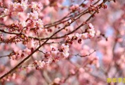 樱花传奇：一段绽放的日本文化与历史