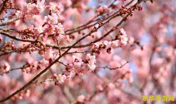 樱花传奇：一段绽放的日本文化与历史  第1张